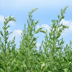 DecorBites™ Cooling Neck Pillow with Wormwood Support for Relaxing Sleep