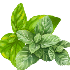 Hand Soap - Non-Toxic, Plant-Based Hand Soap