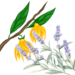 Hand Soap - Non-Toxic, Plant-Based Hand Soap