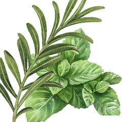 Hand Soap - Non-Toxic, Plant-Based Hand Soap